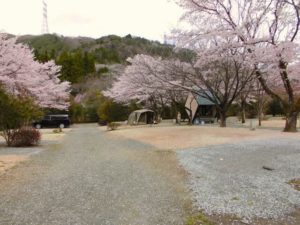 ファミリーオートキャンプ場そうり｜桜を満喫！お花見ができる関東のキャンプ場10選