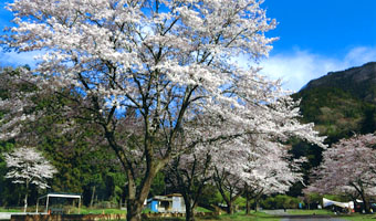 青野原オートキャンプ場｜桜を満喫！お花見ができる関東のキャンプ場10選