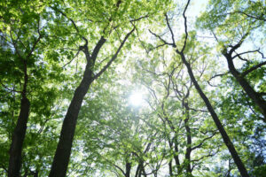 5月中旬～落葉までは木陰が多くなります。