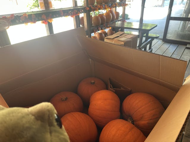 かぼちゃ～！