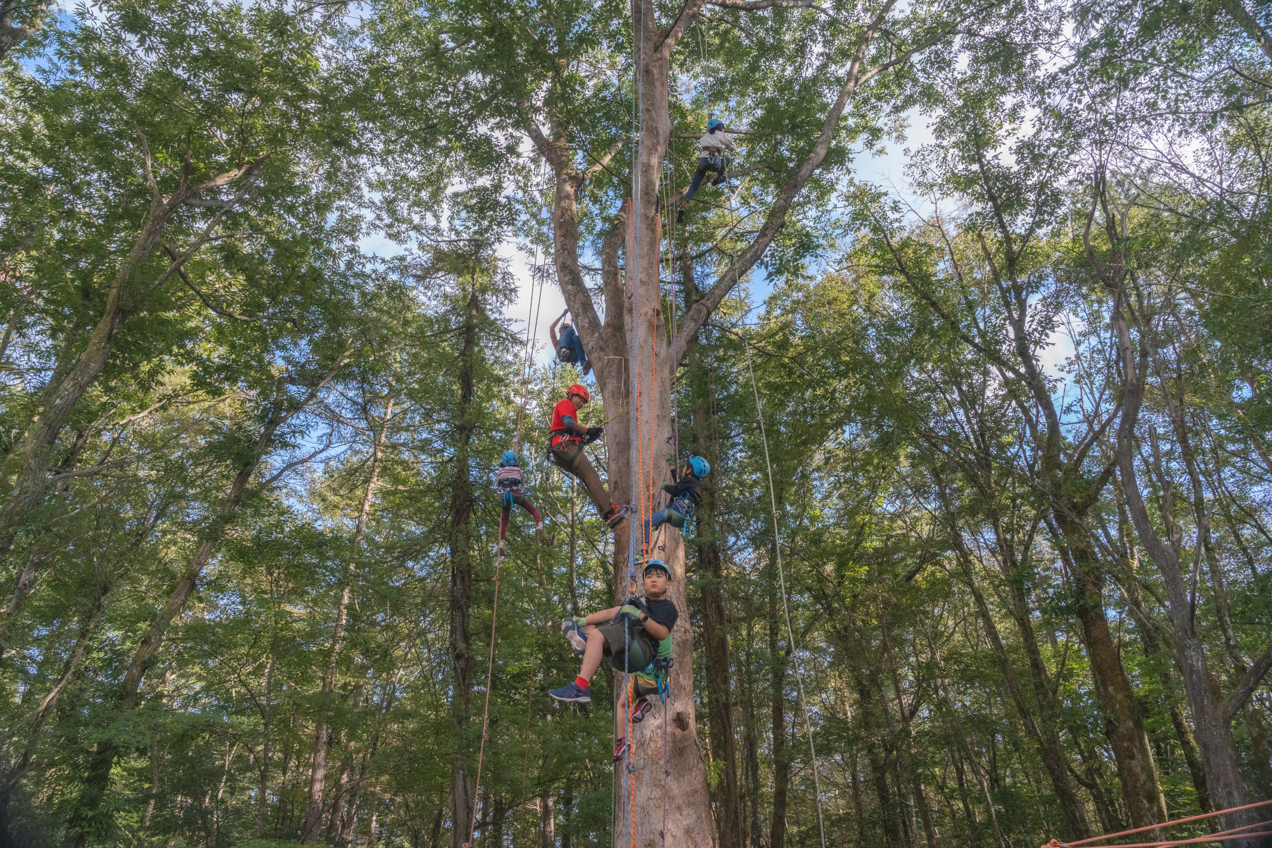 YKPPKY ツリークライミングスパイク - ツリークライミングギア ステンレススチール ツリークライミングギア ツリースパイク クライミングギャフ用 高地伐採 ツリークライミングギアセット ベルト付きツリークライミングギア