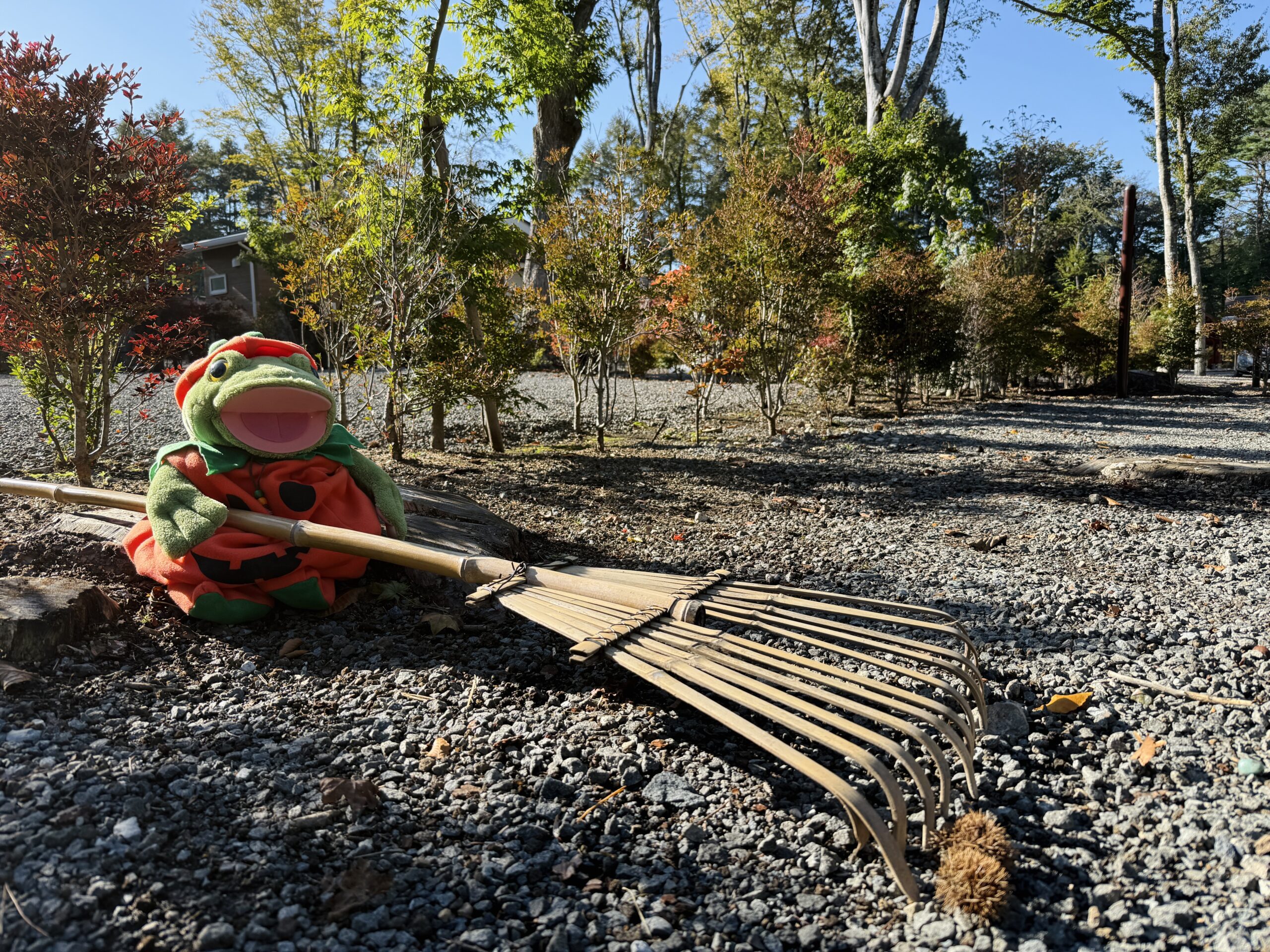 秋のキャンプ場内をお散歩しました！🍂