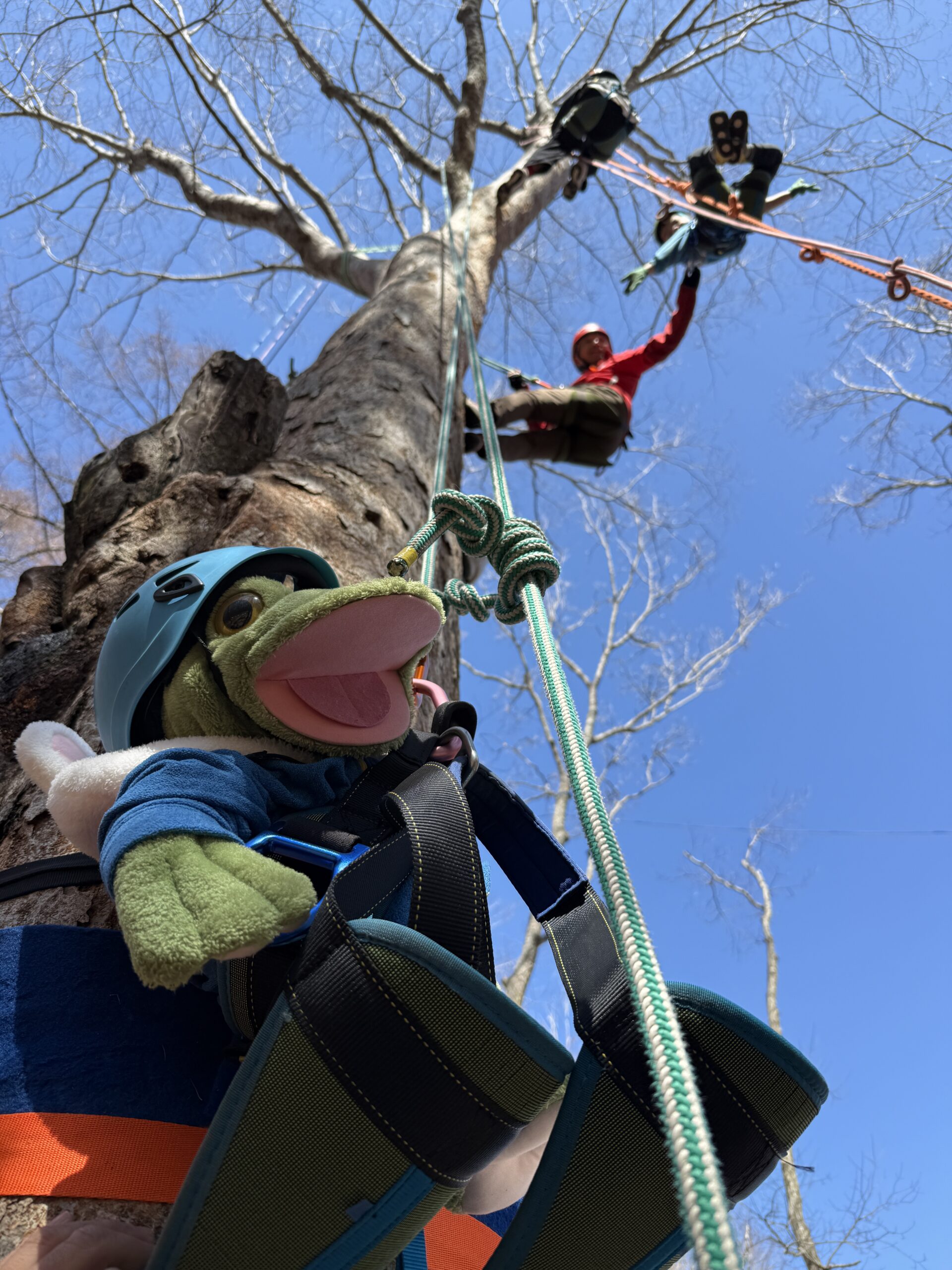 キャンプ場では春のツリークライミングを開催中！