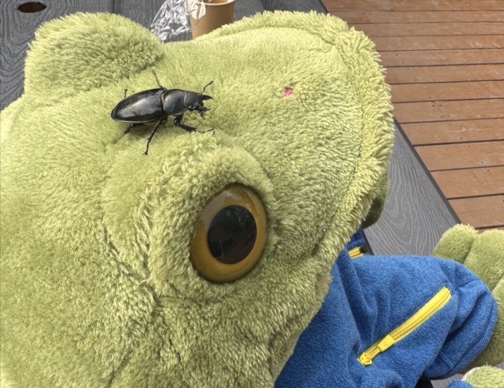 今年も夏限定のお友達に会うことができました！